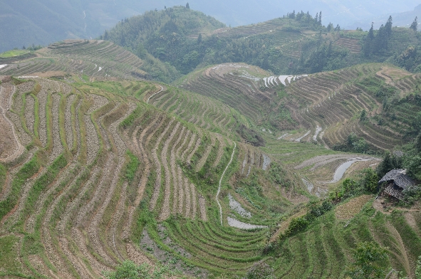 Reisfelder in Gulin